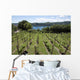 Vineyards Overlooking Lake Maggiore
