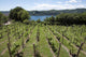 Vineyards Overlooking Lake Maggiore