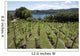 Vineyards Overlooking Lake Maggiore