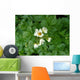 Potato Wall Decal