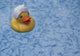 Toy Yellow Duck Floating Wall Mural