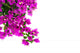 Bougainvillea Flowers Wall Decal