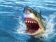 Shark Attack Wall Mural