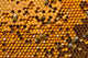 Honeycombs with Pergo and brood Wall Mural