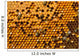 Honeycombs with Pergo and brood Wall Mural
