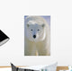 Polar Bear, Churchill, Manitoba, Canada. Wall Mural