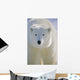 Polar Bear, Churchill, Manitoba, Canada. Wall Mural