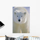 Polar Bear, Churchill, Manitoba, Canada. Wall Mural
