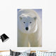 Polar Bear, Churchill, Manitoba, Canada. Wall Mural