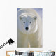 Polar Bear, Churchill, Manitoba, Canada. Wall Mural