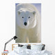 Polar Bear, Churchill, Manitoba, Canada. Wall Mural