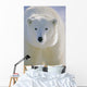 Polar Bear, Churchill, Manitoba, Canada. Wall Mural