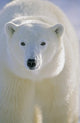 Polar Bear, Churchill, Manitoba, Canada. Wall Mural