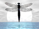Dragonfly Moon Wall Mural