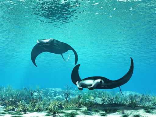 Ray Wall Decal Design 2