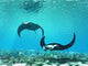 Ray Wall Decal Design 2