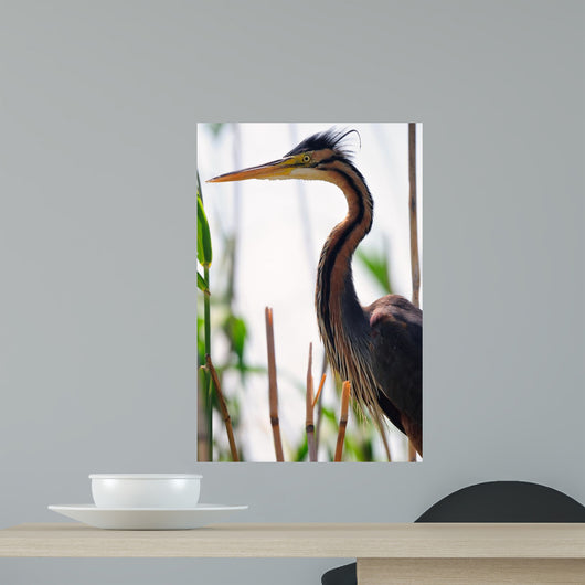 Ardea Purpurea Wall Mural
