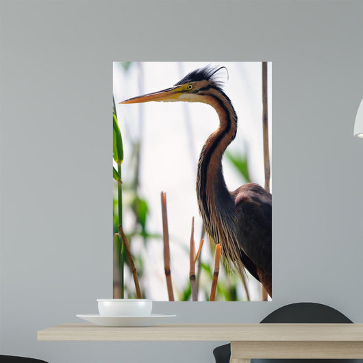 Ardea Purpurea Wall Mural