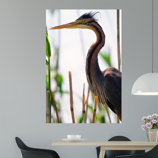 Ardea Purpurea Wall Mural