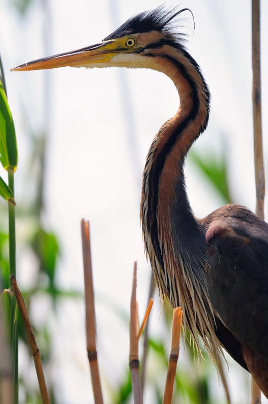 Ardea Purpurea Wall Mural