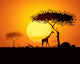 Tranquil Sunset Scene Africa