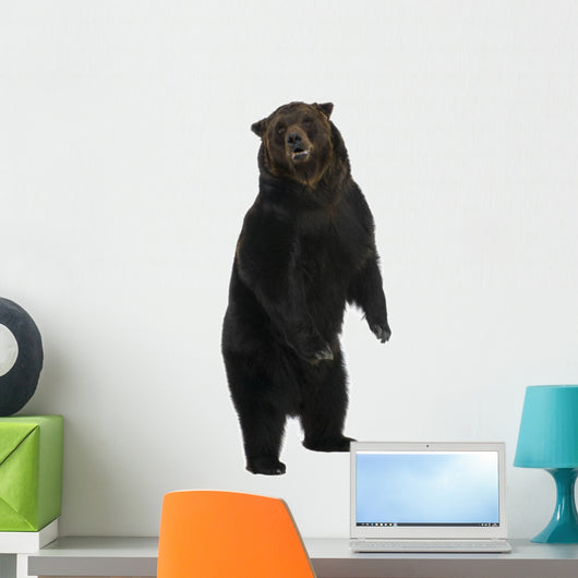 Siberian Brown Bear 12 Wall Decal