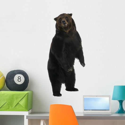 Siberian Brown Bear 12 Wall Decal