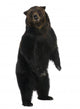 Siberian Brown Bear 12 Wall Decal