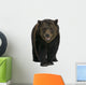 Siberian Brown Bear, 12 years old, walking Wall Decal