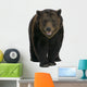 Siberian Brown Bear, 12 years old, walking Wall Decal
