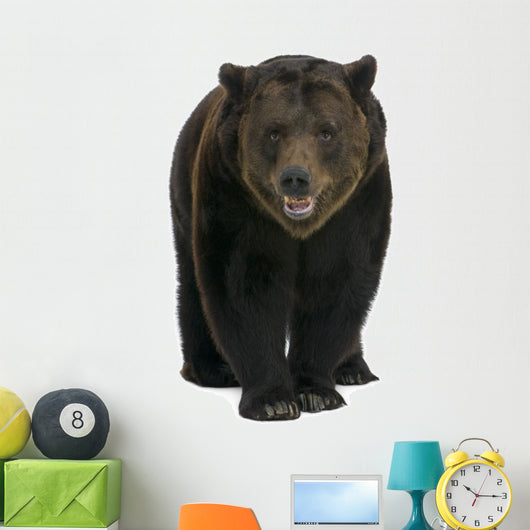 Siberian Brown Bear, 12 years old, walking Wall Decal