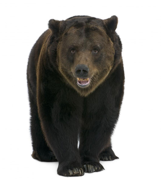Siberian Brown Bear, 12 years old, walking Wall Decal