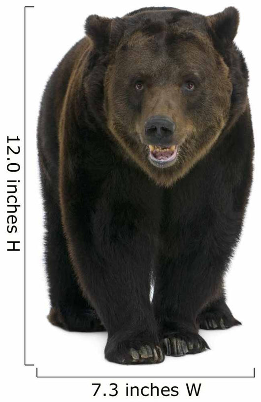 Siberian Brown Bear, 12 years old, walking Wall Decal