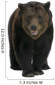 Siberian Brown Bear, 12 years old, walking Wall Decal