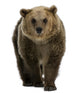 Female Brown Bear Wall Decal