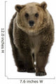 Female Brown Bear Wall Decal