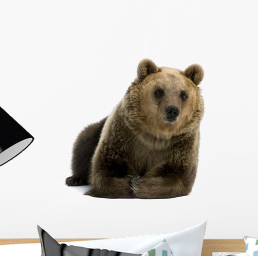 Female Brown Bear Lying Down Wall Decal