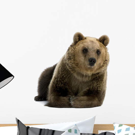 Female Brown Bear Lying Down Wall Decal