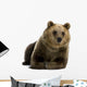 Female Brown Bear Lying Down Wall Decal