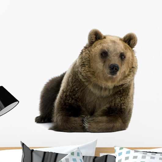 Female Brown Bear Lying Down Wall Decal