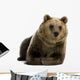 Female Brown Bear Lying Down Wall Decal