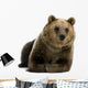 Female Brown Bear Lying Down Wall Decal