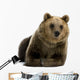Female Brown Bear Lying Down Wall Decal