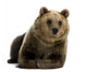 Female Brown Bear Lying Down Wall Decal