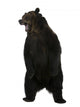 Grizzly Bear 10 Years Old Standing Upright Wall Decal