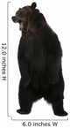 Grizzly Bear 10 Years Old Standing Upright Wall Decal