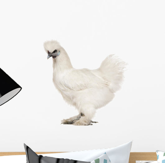 White Silkie, 6 months old, standing against white background Wall Decal