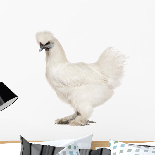 White Silkie, 6 months old, standing against white background Wall Decal