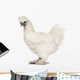 White Silkie, 6 months old, standing against white background Wall Decal