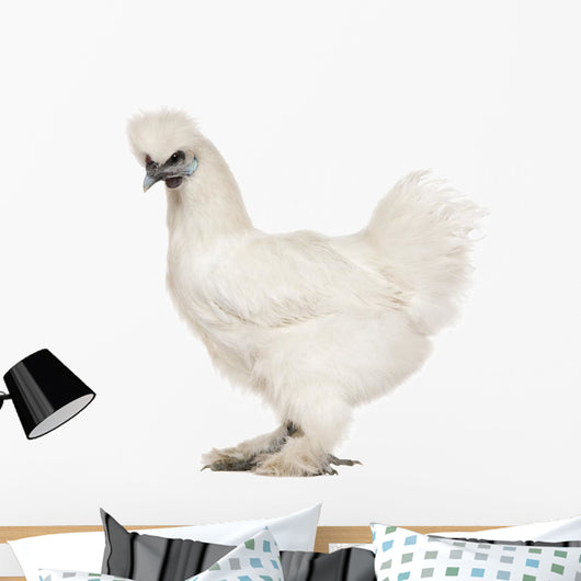 White Silkie, 6 months old, standing against white background Wall Decal